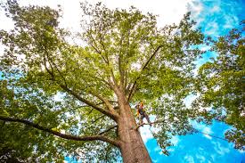 Best Tree Risk Assessment  in South San Gabriel, CA