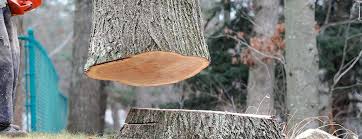 Best Tree Trimming and Pruning  in South San Gabriel, CA