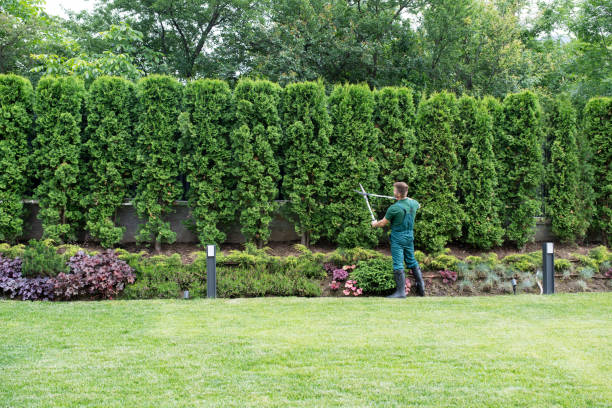 Best Lawn Drainage Solutions  in South San Gabriel, CA