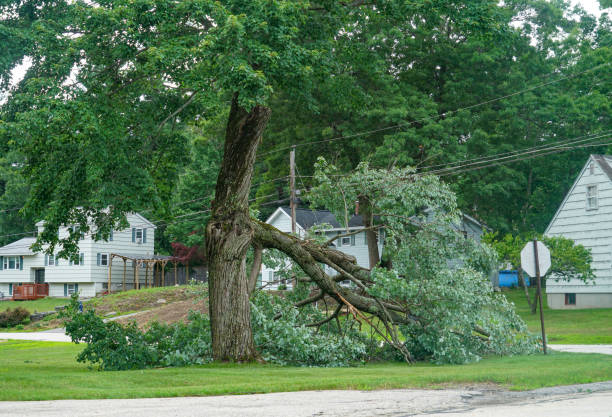 Best Tree and Shrub Care  in South San Gabriel, CA