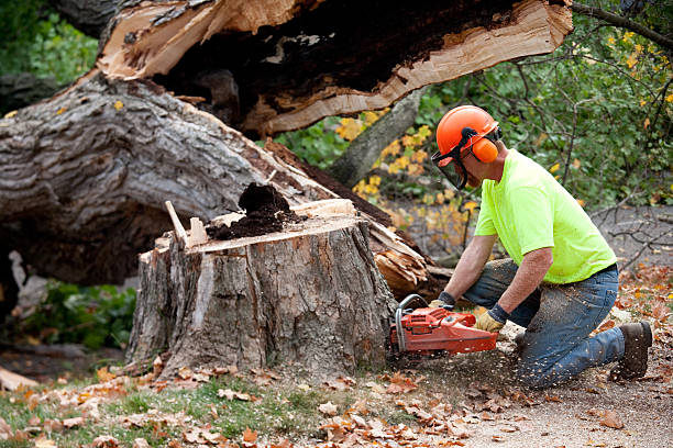 Best Arborist Consultation Services  in South San Gabriel, CA