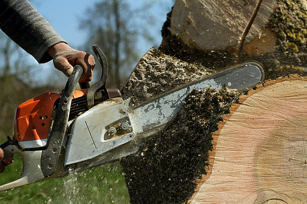 Best Storm Damage Tree Cleanup  in South San Gabriel, CA