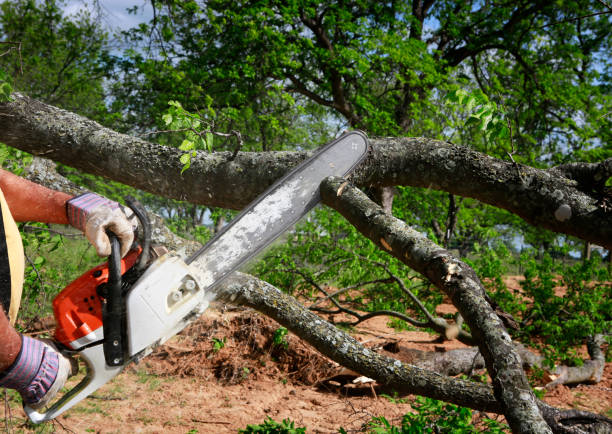Best Utility Line Clearance  in South San Gabriel, CA